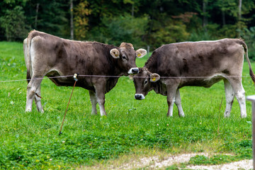 Alpine cows grazing on fresh green grass