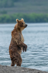 Naklejka premium Ruling the landscape, brown bears of Kamchatka (Ursus arctos beringianus)