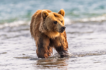 Obraz premium Ruling the landscape, brown bears of Kamchatka (Ursus arctos beringianus)