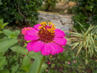 Fototapeta premium Dahlia