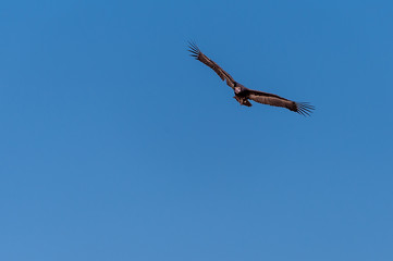 A White-headed vulture -Trigonoceps occipitalis- circling over Etosha National Park, Namibia.