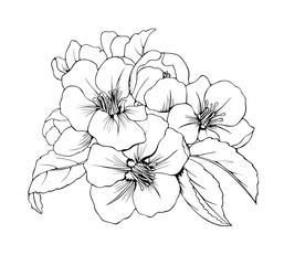 Black and white flower bouquet isolated. Vector drawing of a flowering Apple tree.