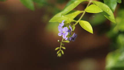 flowers on green background