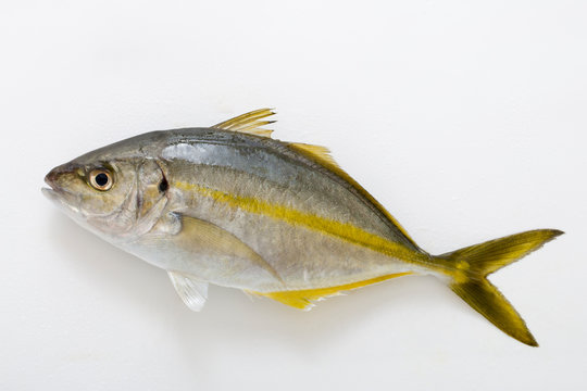 シマアジ、日本産の高級魚