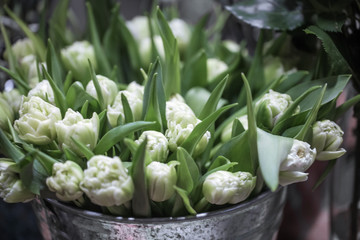 Beautiful white tulips in the window of a flower shop.