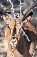 Fototapeta premium Detail of an Impala - Aepyceros melampus- emerging from the bushes of Etosha National Park, Namibia.
