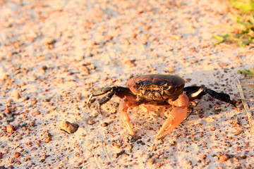 Fototapeta premium Thai Crab