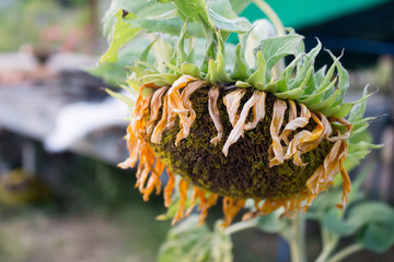 Sunflower background close-up in nature