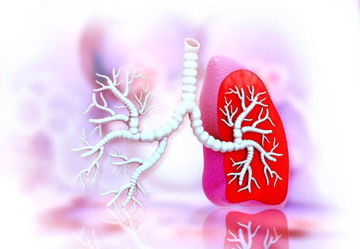 Human lungs anatomy. 3d illustration ..