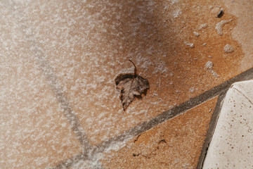 Dry birch leaf lies on tile covered with ice