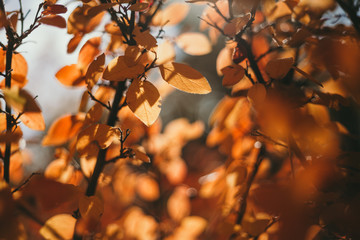 Tree branch with beautiful yellow leaves