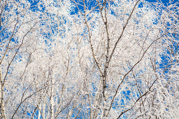 Frozen birch tree on blue winter sky in sunny winter day Branches covered with snow