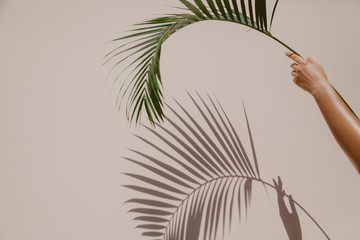 Palm branch in hand casts interesting shadow on wall