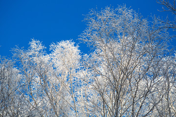 Snow covered winter birch tree tops blue sky Branches covered with snow