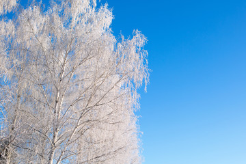 Seasonal nature background on the frozen branches of the birch tree Branches covered with snow