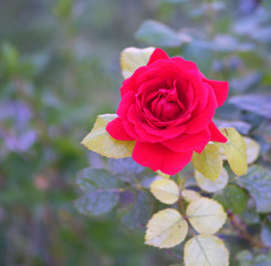 Beautiful red rose in the garden