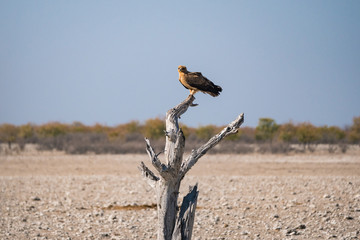 African Tawny Eagle Sitting or Perched on a Dead Tree in Etosha National Park, Namibia, Africa, in Scenic Dry Landscape
