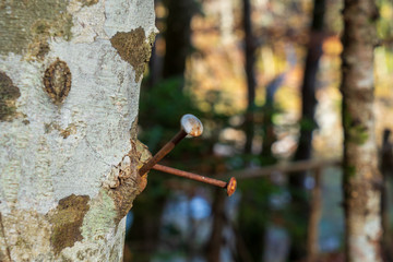 Iron nails are driven into a tree.