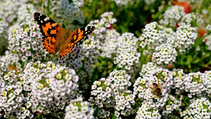  Large butterfly on a flower in a city park. Floral background with insects for the designer