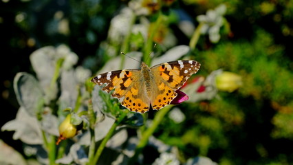 Fototapeta na wymiar Large butterfly on a flower in a city park. Floral background with insects for the designer