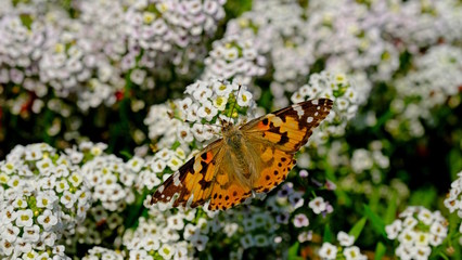  Large butterfly on a flower in a city park. Floral background with insects for the designer