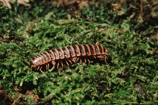 Millipede (Julus)