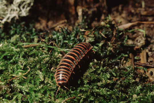 Millipede (Julus)