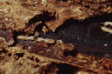 Termite (Isoptera)