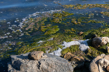 Fototapeta na wymiar Beach covered by green seaweed