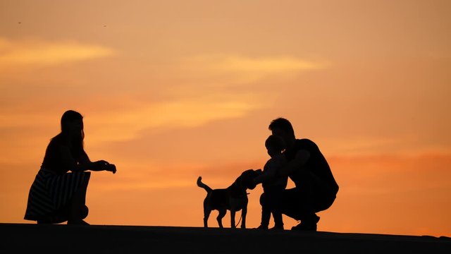 Dog come from woman to baby and father, search for snack and kisses. Silhouetted shot of young family, yellow sunset sky on backdrop, flat telephoto perspective