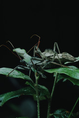 Wheel Bug (Arilus Cristatus) Mating