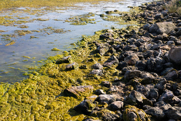 Beach covered by green seaweed