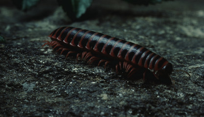 Millipede (Diplopoda)