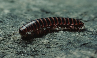 Millipede (Diplopoda)