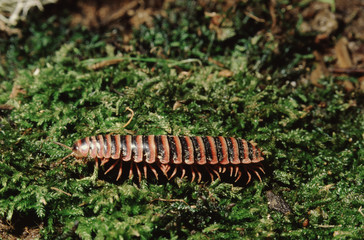 Millipede (Julus)