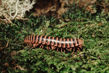 Millipede (Julus)