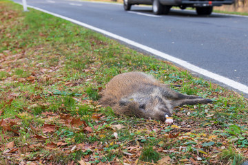 Totes Wildschwein am Strassenrand