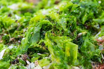 Beach covered by green seaweed © Ocskay Mark