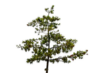 Pine tree in the park on white background
