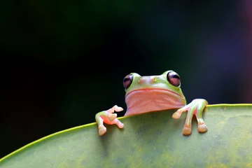 Afwasbaar fotobehang dumpy frog, green tree frog, papua green tree frog © Opayaza