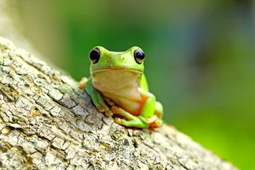 Fototapeten dumpy frog, green tree frog, papua green tree frog © Opayaza