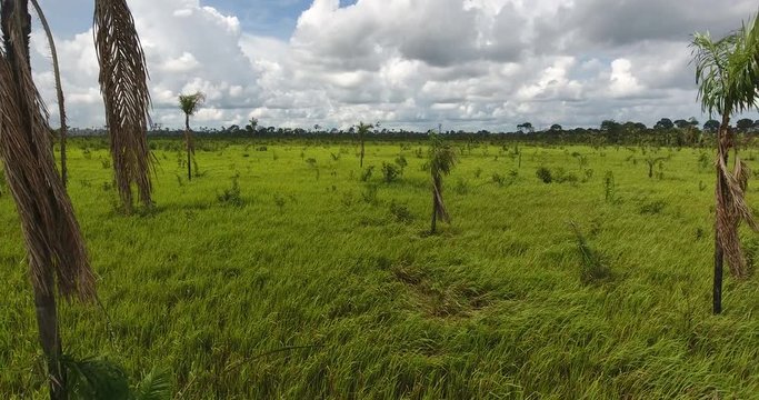 Agricultural Land with Grassy Soil, some Dead Trees and Palm Trees Growing in Pando, Bolivia
