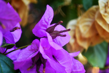 Blooming Bougainvillea purple flowers. Bougainvillea Spectabilis flowers and leaves.