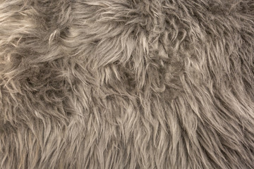 Tiled sheepskin wool, macro close up