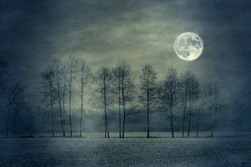 full moon and tree - obrazy, fototapety, plakaty