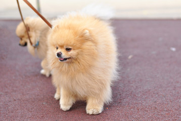Little fluffy cute Pomeranian spitz puppy outside in the sunshines on the walk show tongue. cream beige ginger foxy sunny sun dog-spitz with brown kind eyes pet. Dog breeding. Love animals friendship