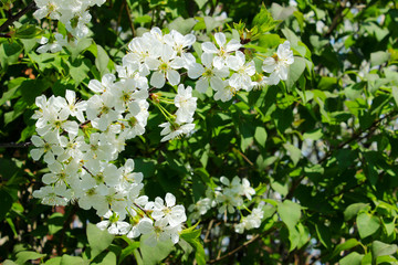 Croped shot of blooming tree. Spring background. White flowers of cherry tree, close up. Branch of tree. Green leaves and white flowers.