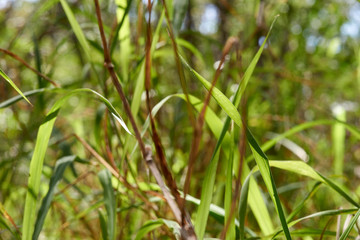 Long green grass taken at ground-level - the undergrowth of the forest floor - selective focus and shallow depth-of-field; a pleasant natural floral background image, natural with filtered light.