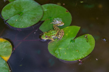 Green frog on a Lily pad.
