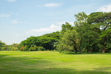 Fototapeta na wymiar Beautiful of green lawn grass meadow field and trees in public park.